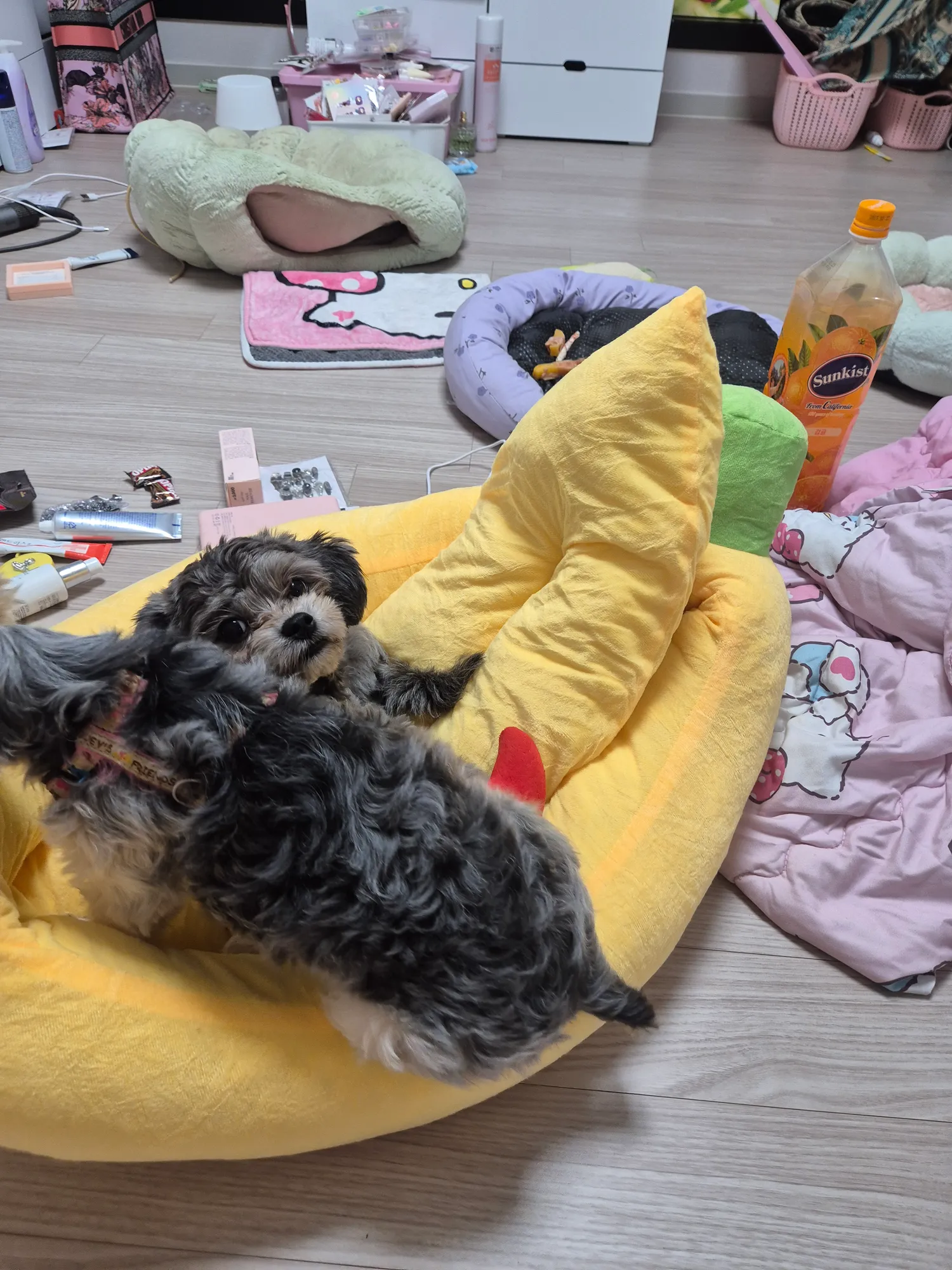 바바나침대 알려준 버블아 고마워ㅠㅠㅠ 댓글 6