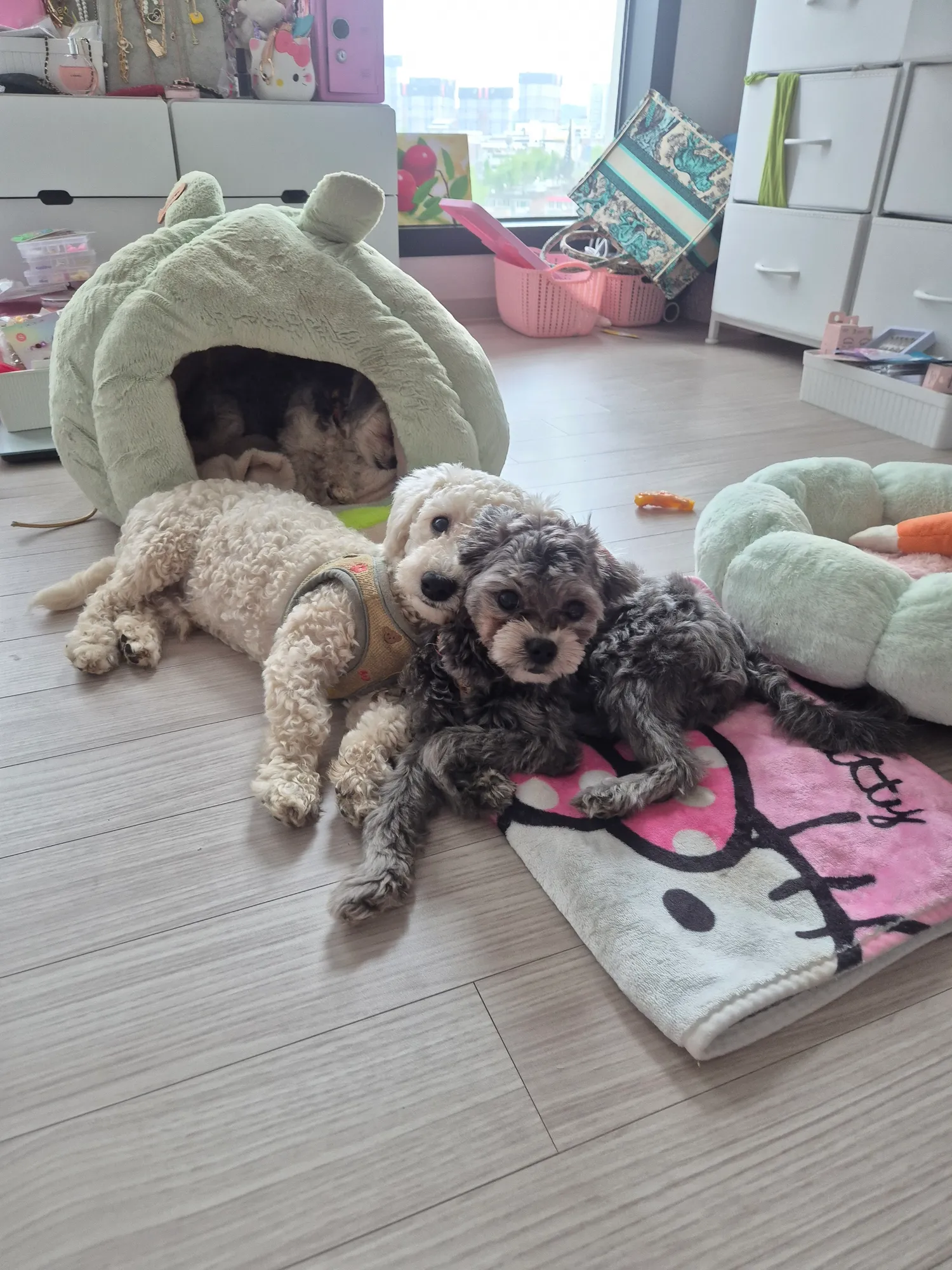 사주세요 오빠~ 댓글 27