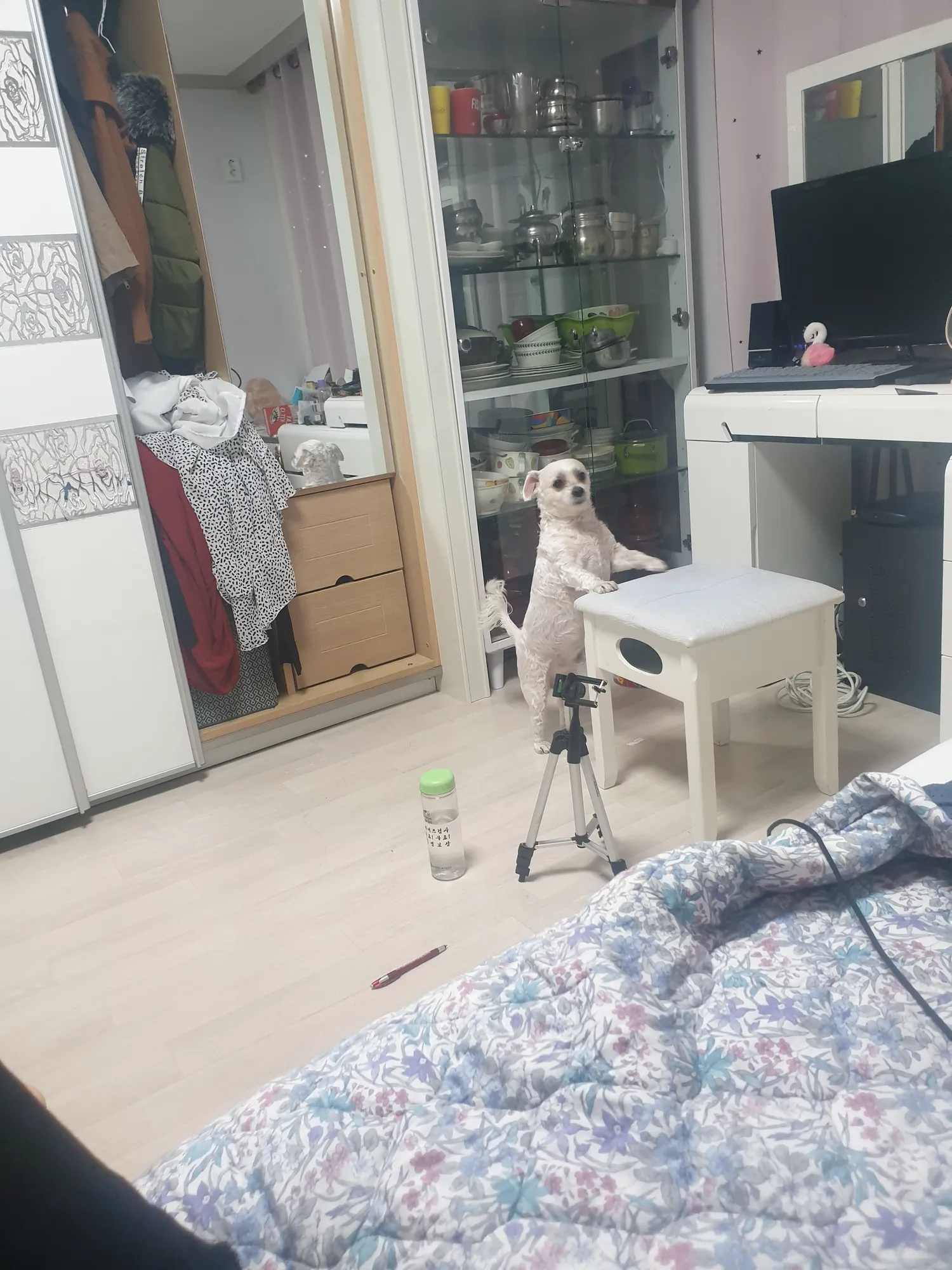 대가리 이발 완 댓글