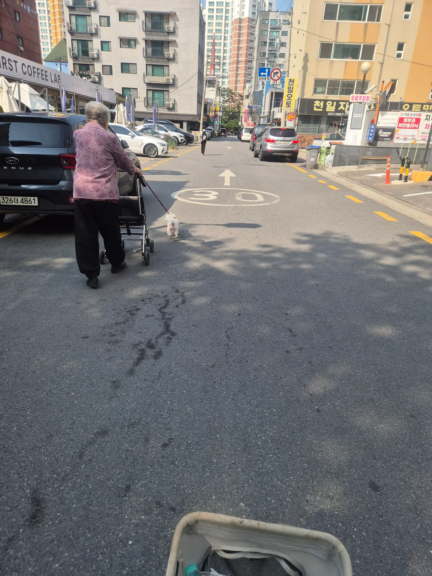 경기도고양시는 진짜 노인분들도 강아지다키우시는듯