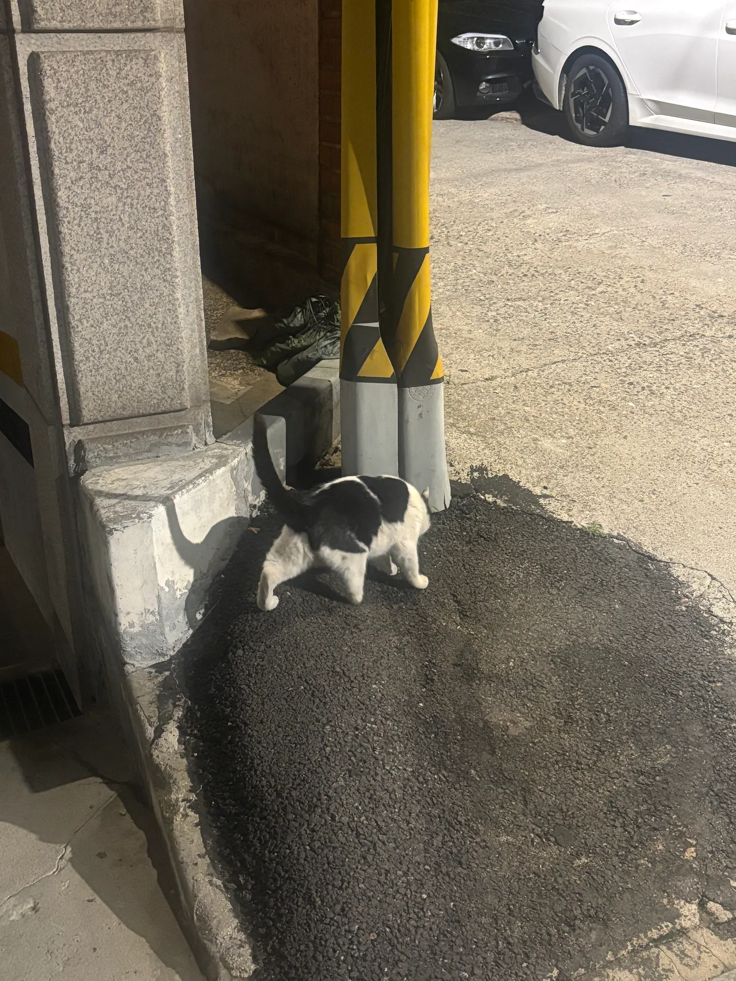 어제 논동에서 발없는 고양이 봤어요...