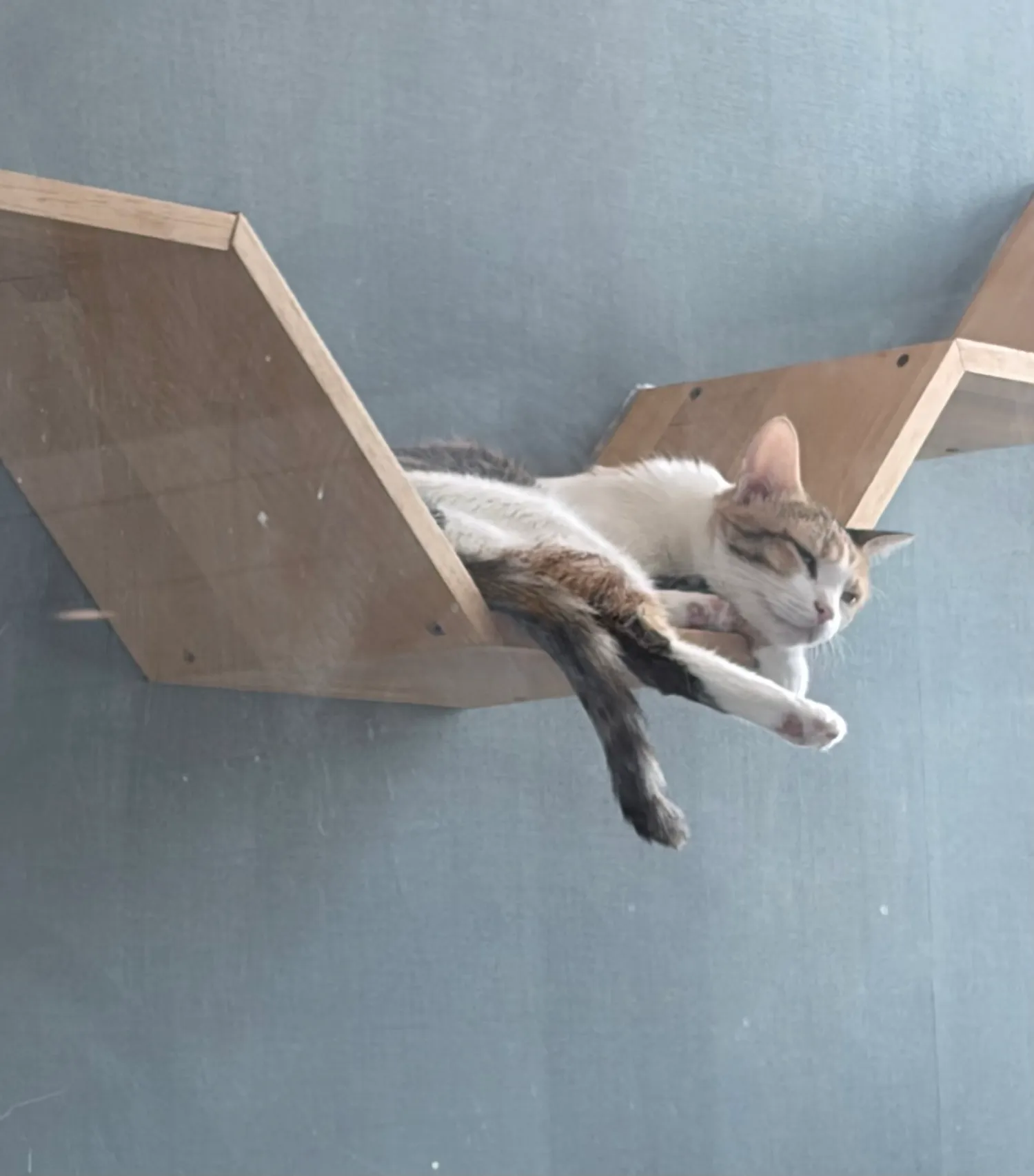 각선미고양이