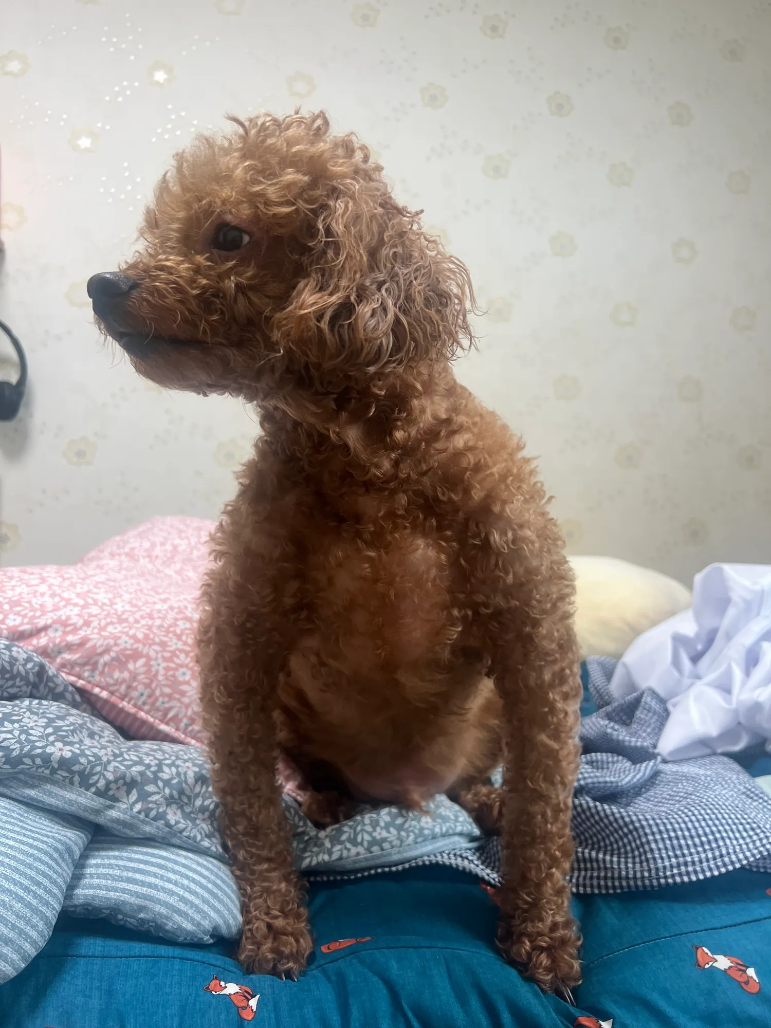 저히 집 강아지에여
