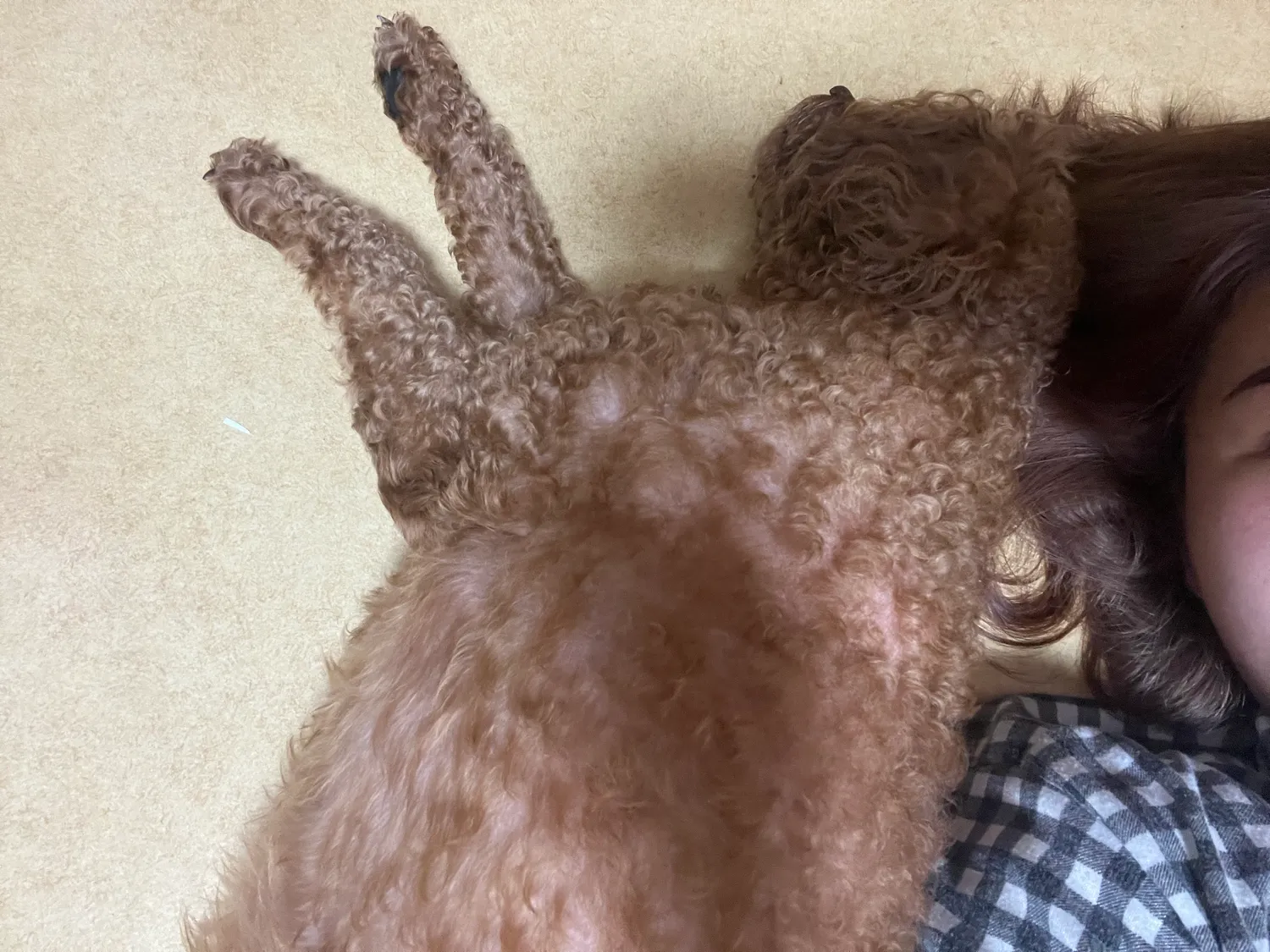 저히 집 강아지에여2