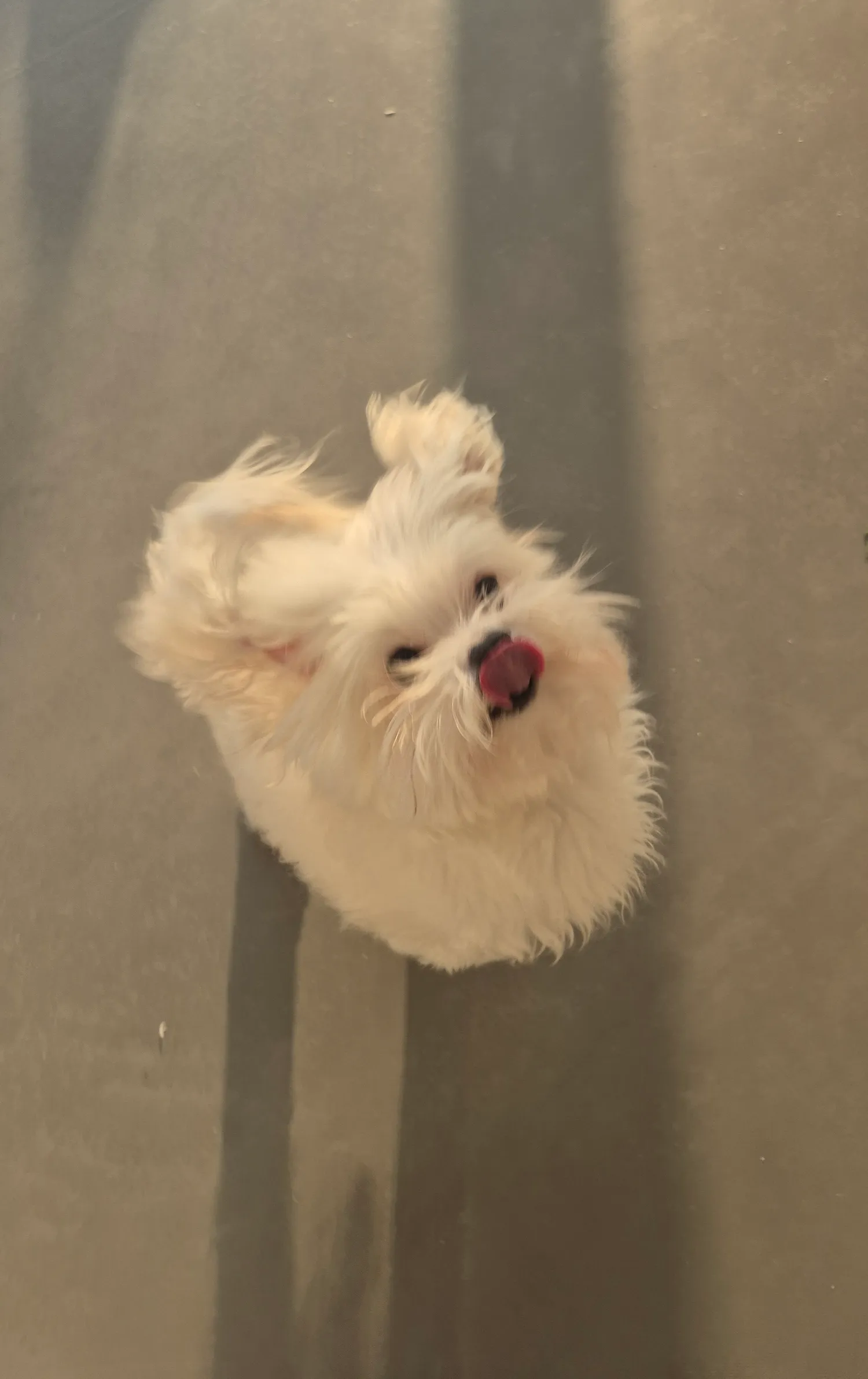 언니들