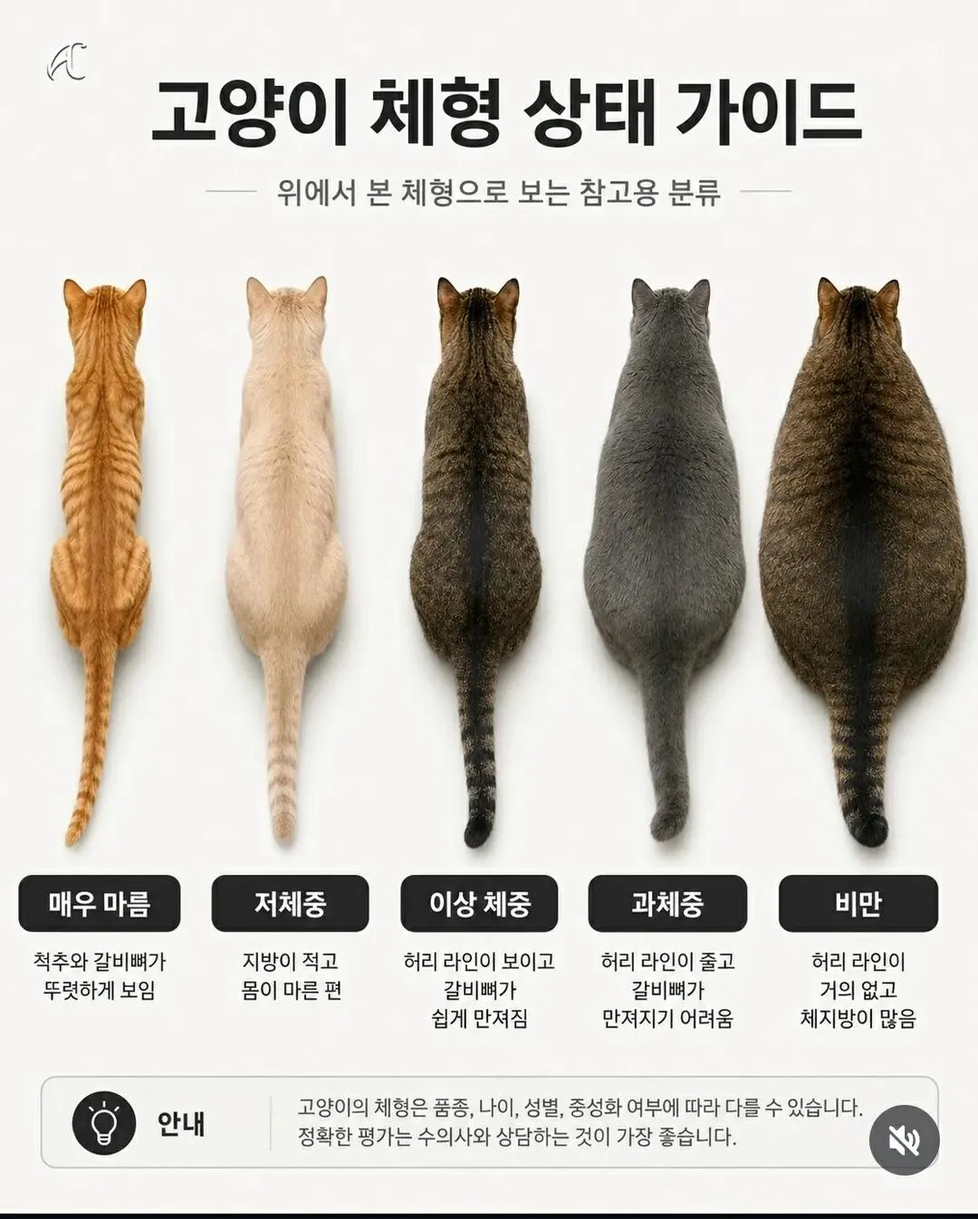 고양이 체형 상태 가이드
