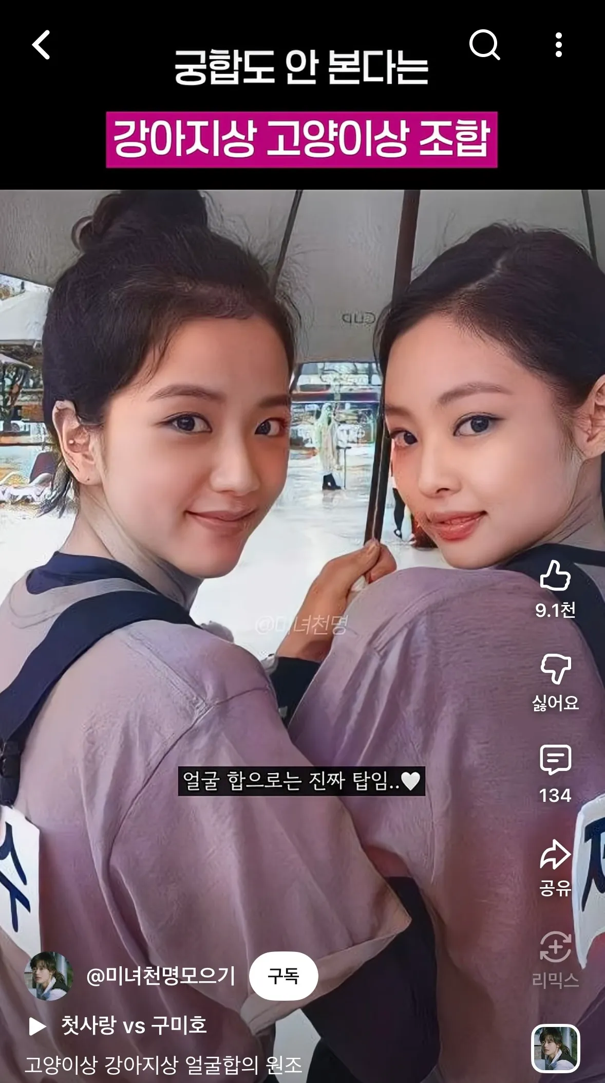 강아지상vs고양이상