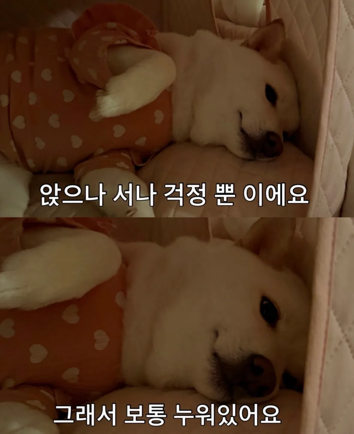 젊손과 늙손에 대한 고찰...