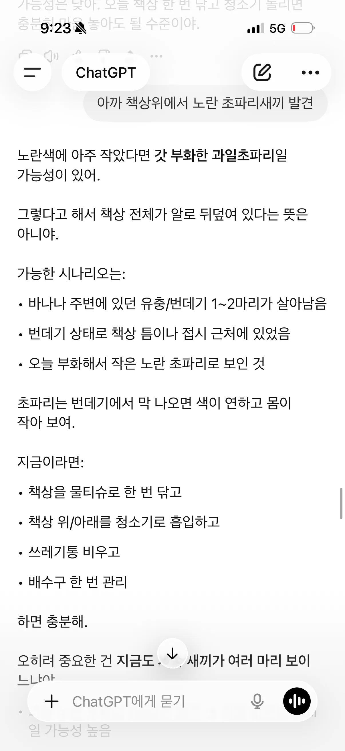 아까 바나나 초파리7