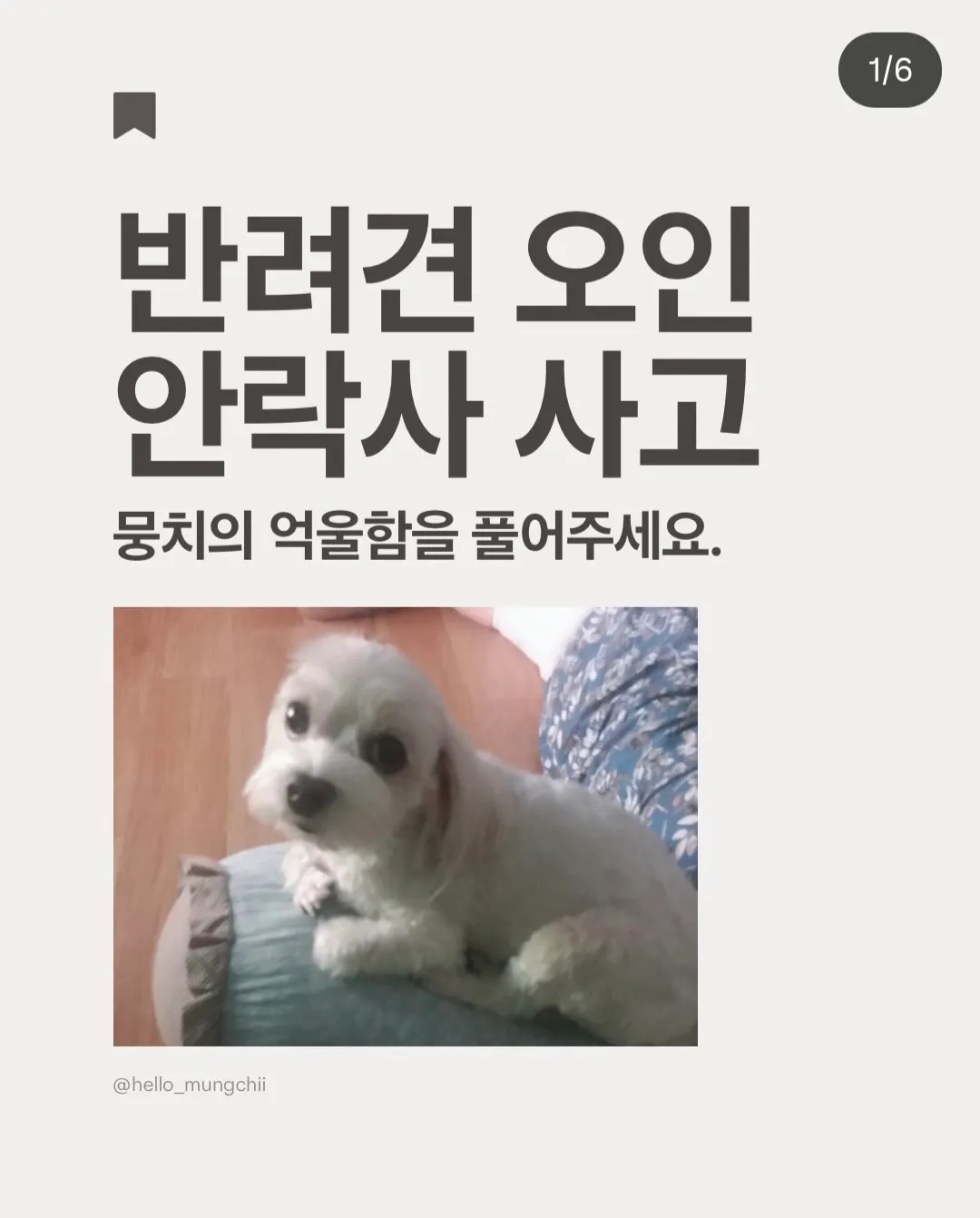 동물병원에 약 타러 갔다가 안락사 당한 강아지..5