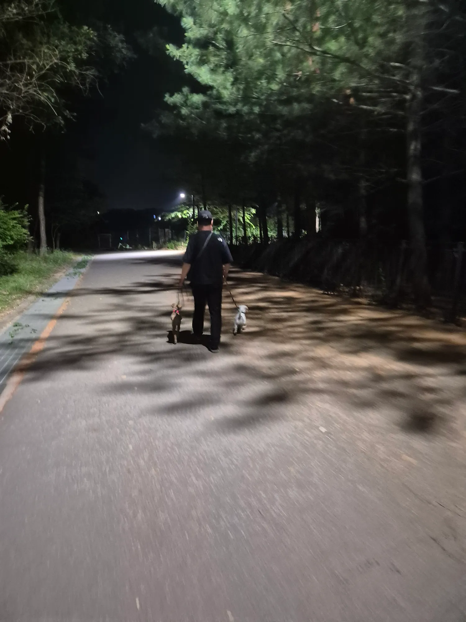 깜순 깜돌 금동 백돌 댓글 4