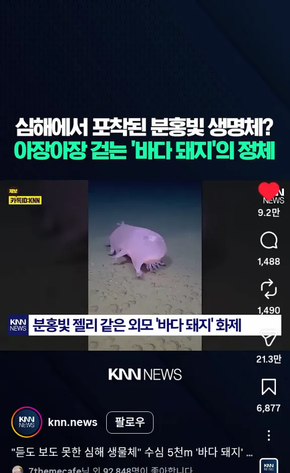 깊은 심해 속 바다돼지