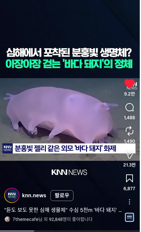 깊은 심해 속 바다돼지2