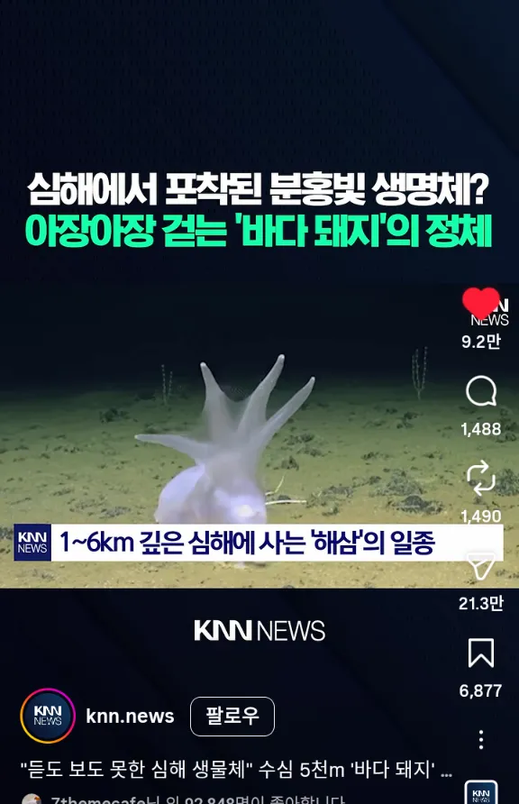 깊은 심해 속 바다돼지3