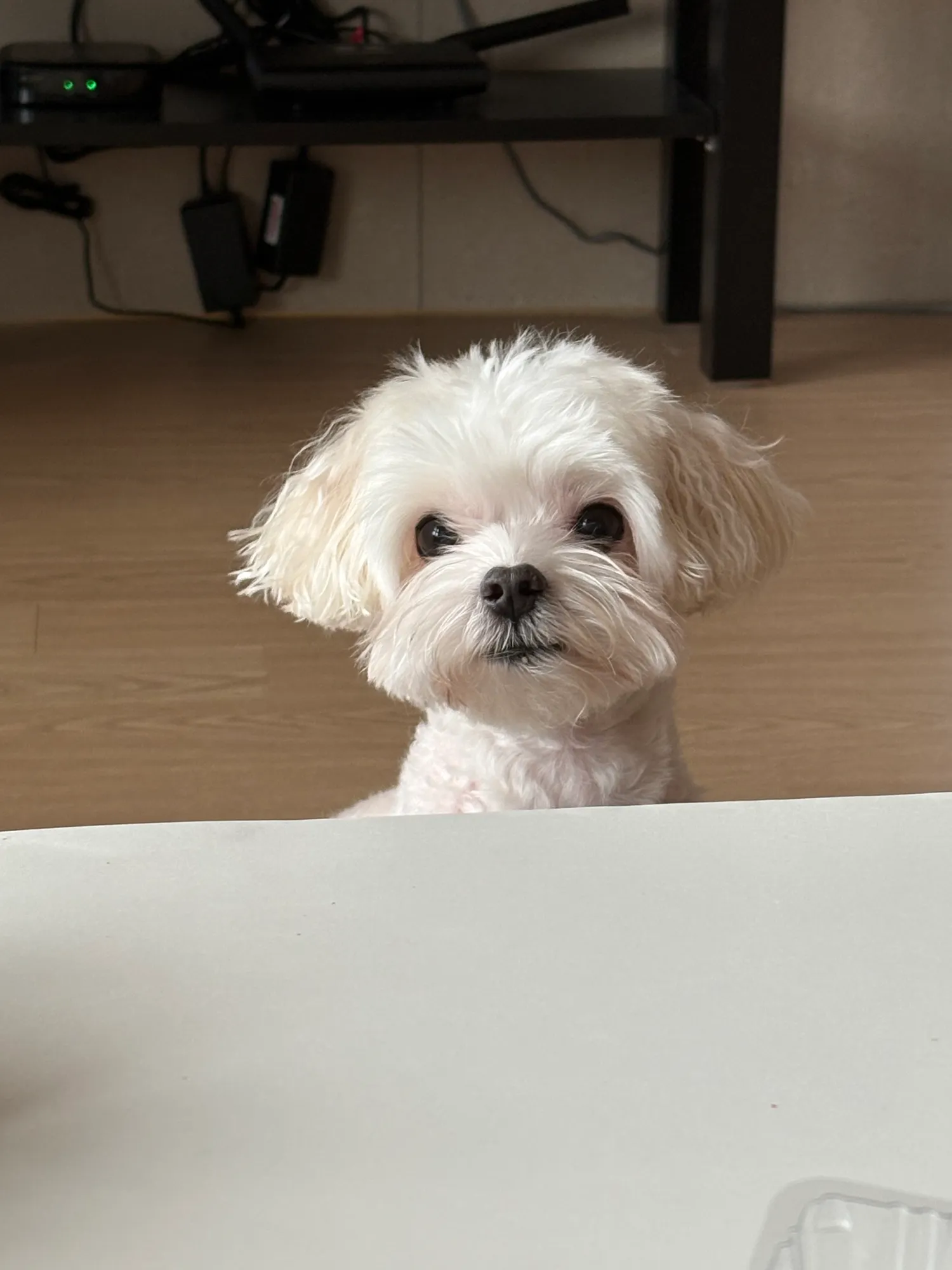 강아지랑 한강산책하고싶은데 강아지가없음 댓글