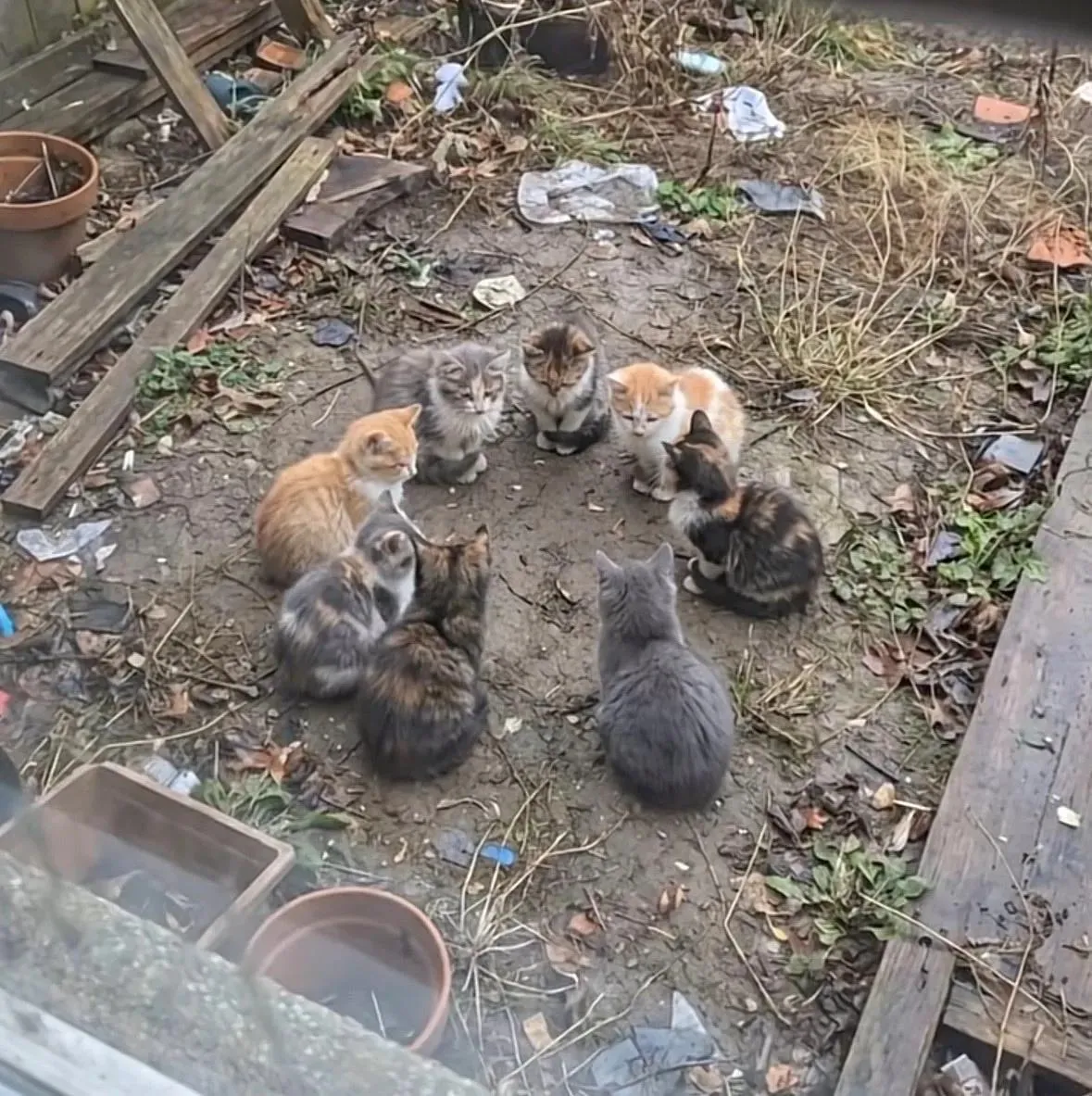 냥이들