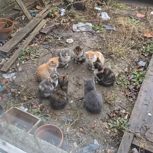 냥이들