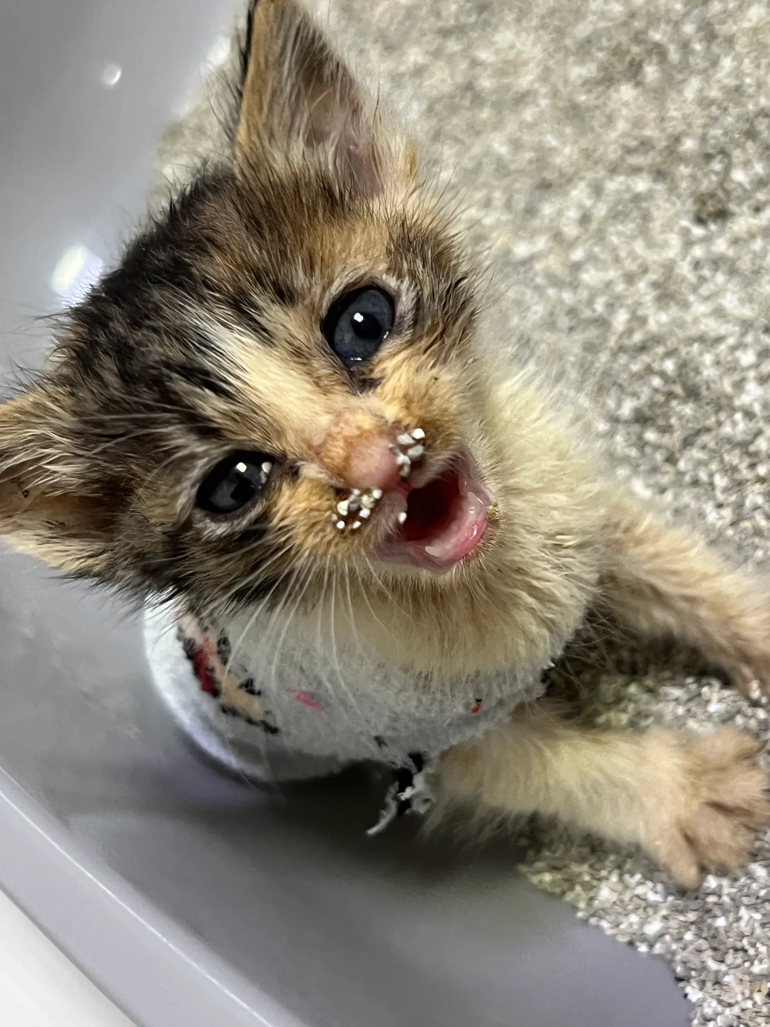 고양이 구조햇는데