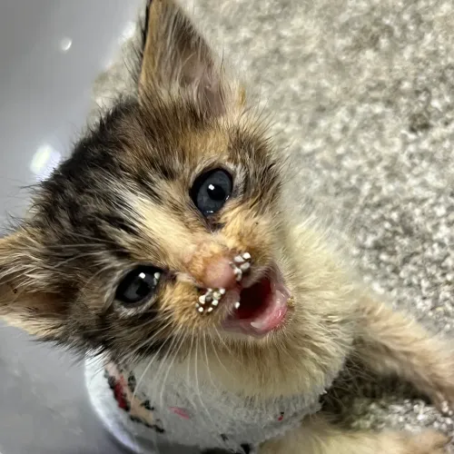 고양이 구조햇는데