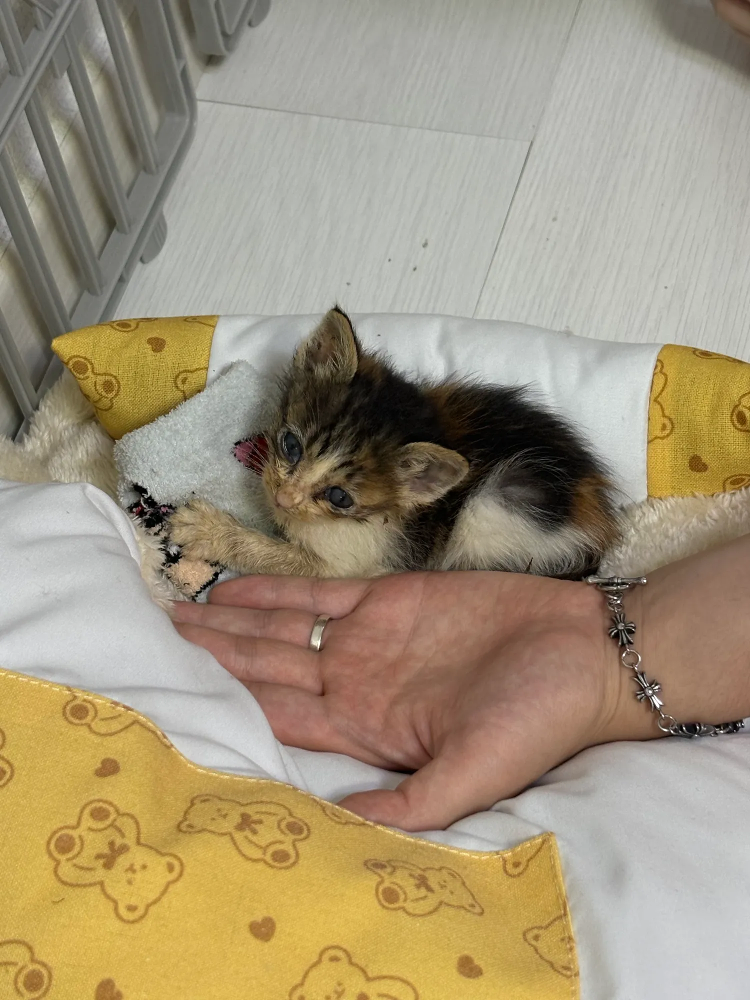 고양이 구조햇는데2