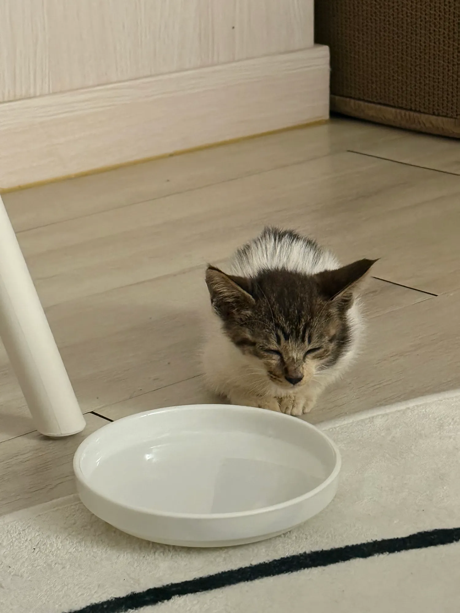 아까 고양이 구죠햇다는 사람인데