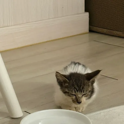 아까 고양이 구죠햇다는 사람인데
