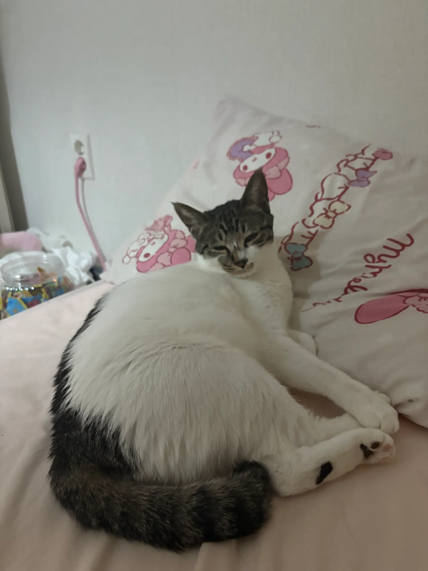 아까 고양이 구죠햇다는 사람인데2