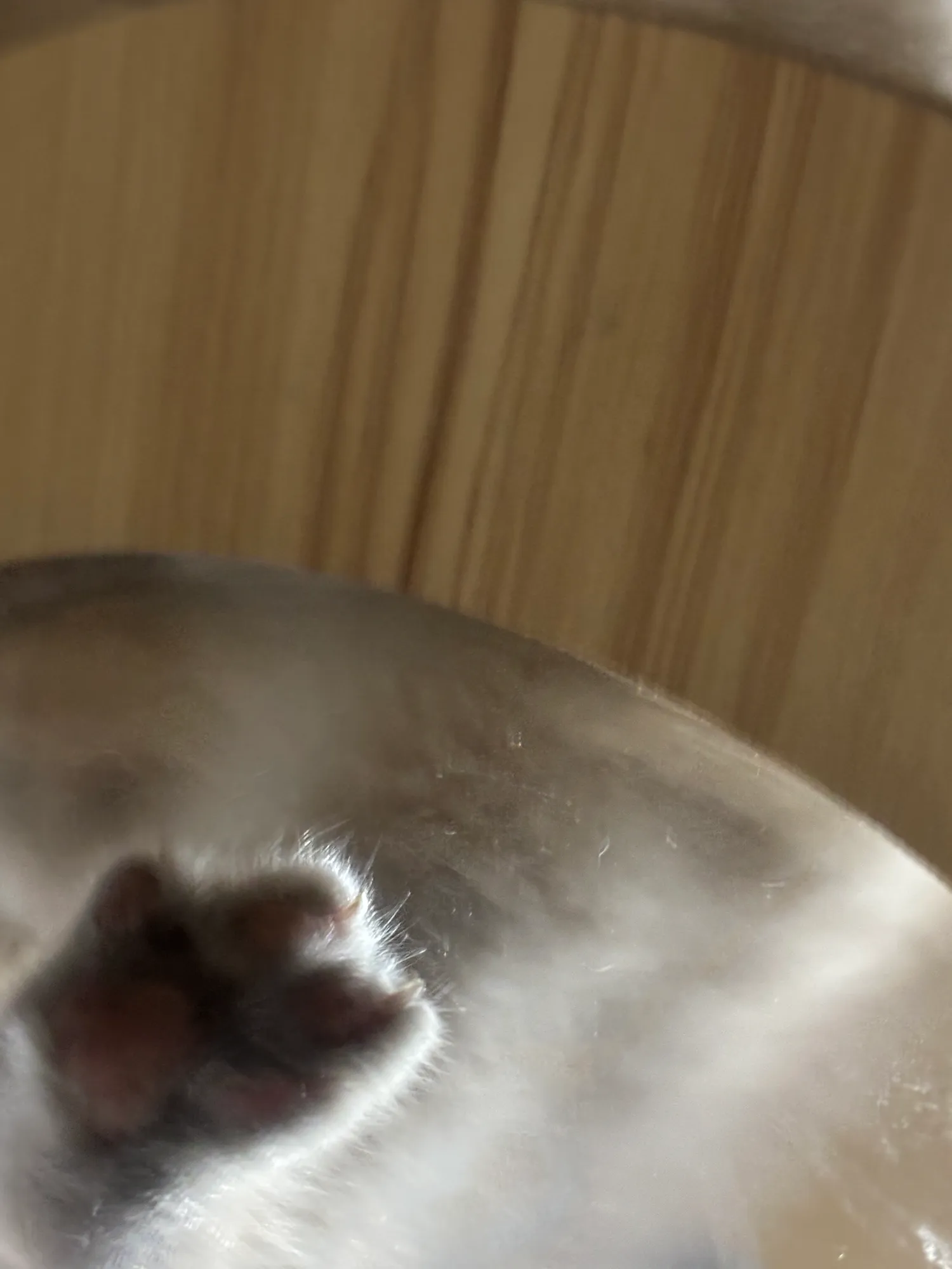 애기도 쩰리가 있다냥!2