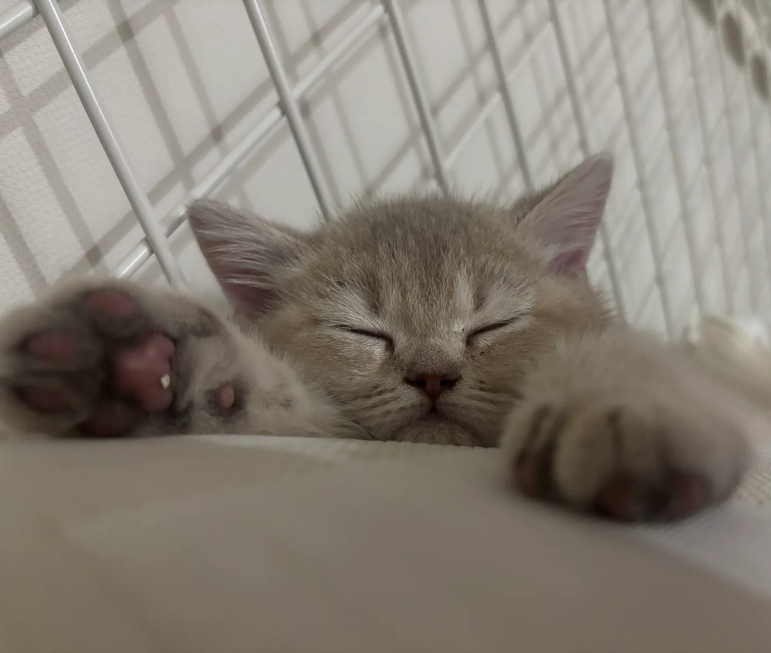 ㅡ ㅅ ㅡ