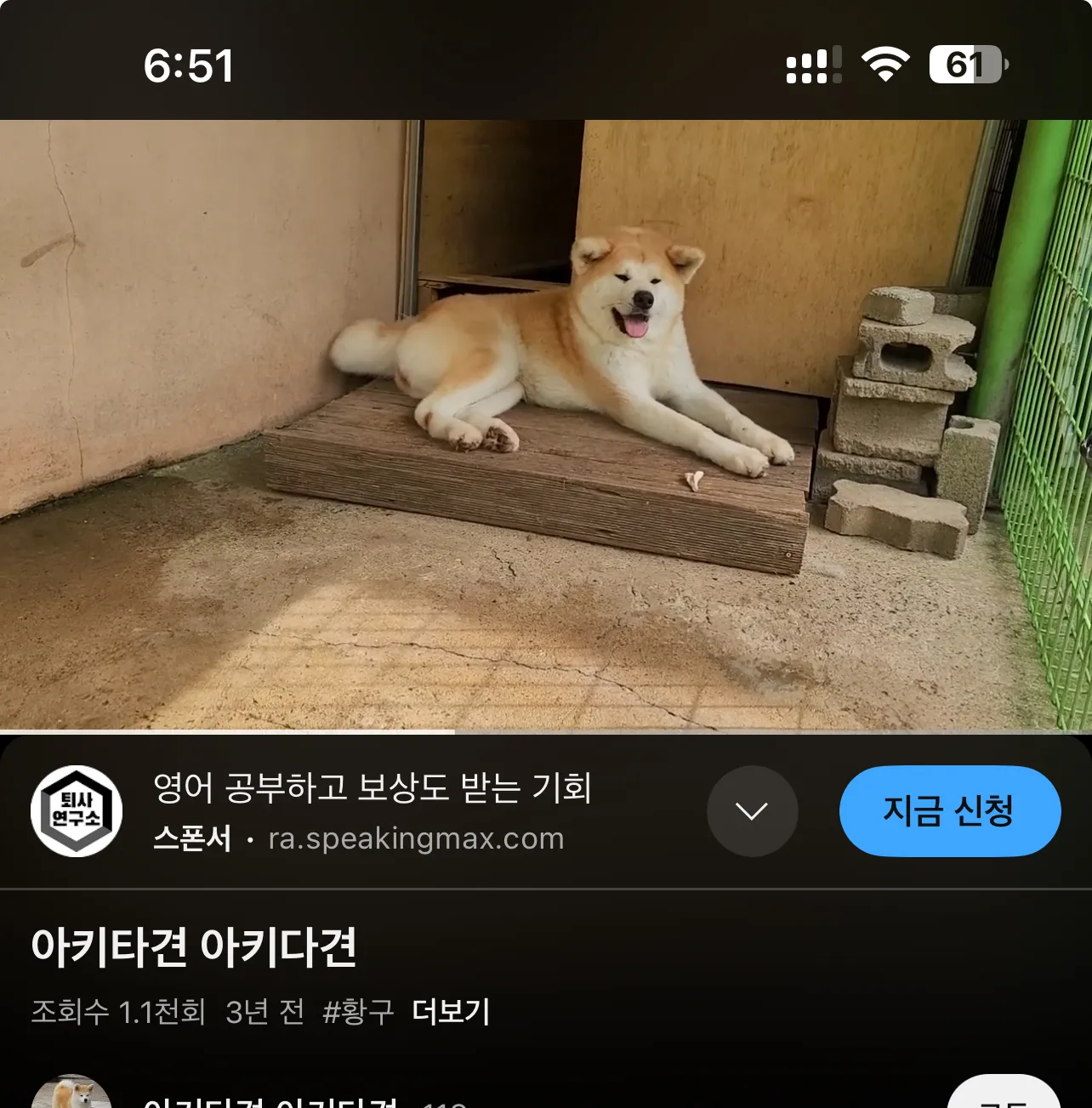 아키타견