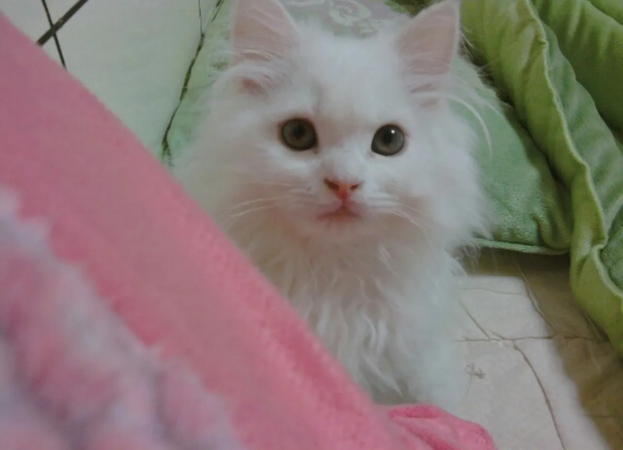 고양이 분양
