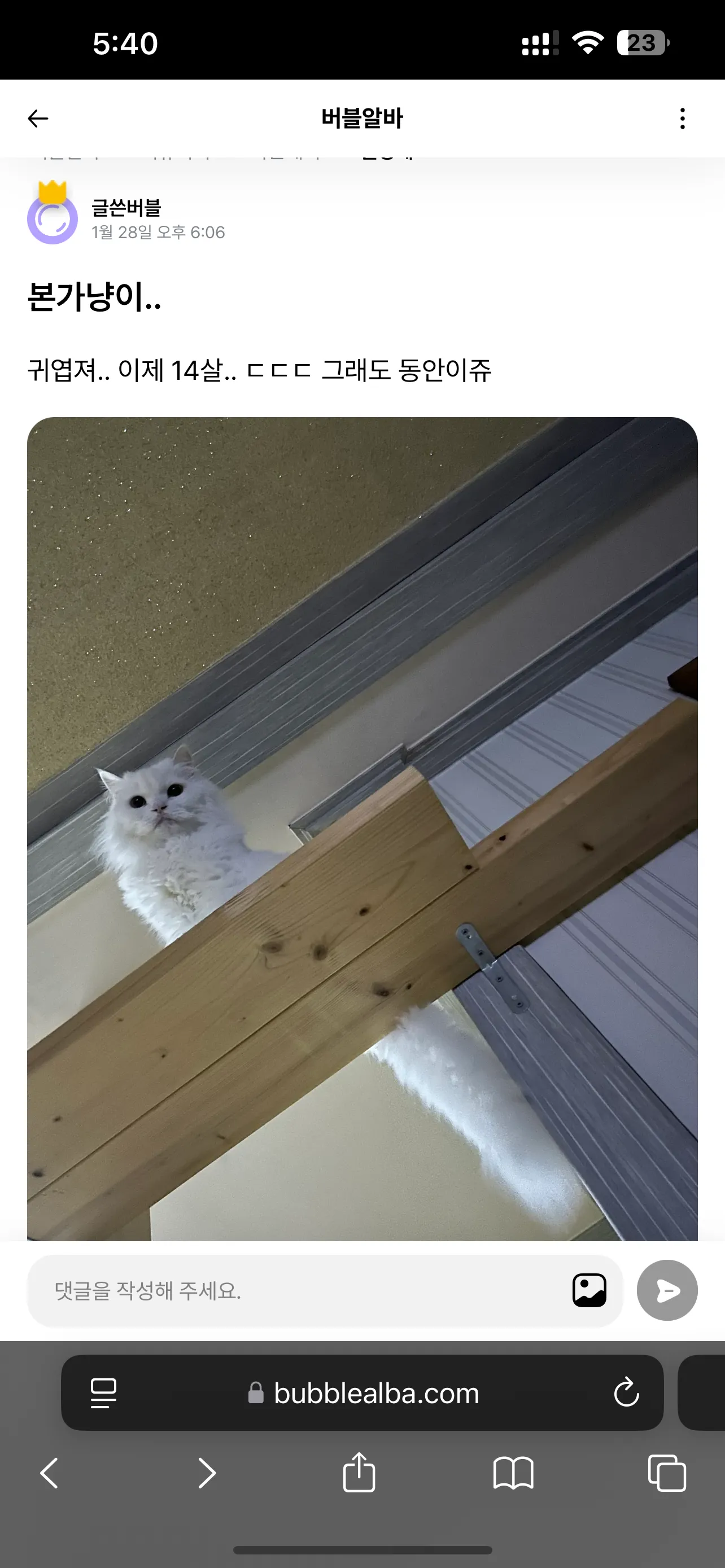 걍 별생각 없이 고양이 검색 하다가 ..