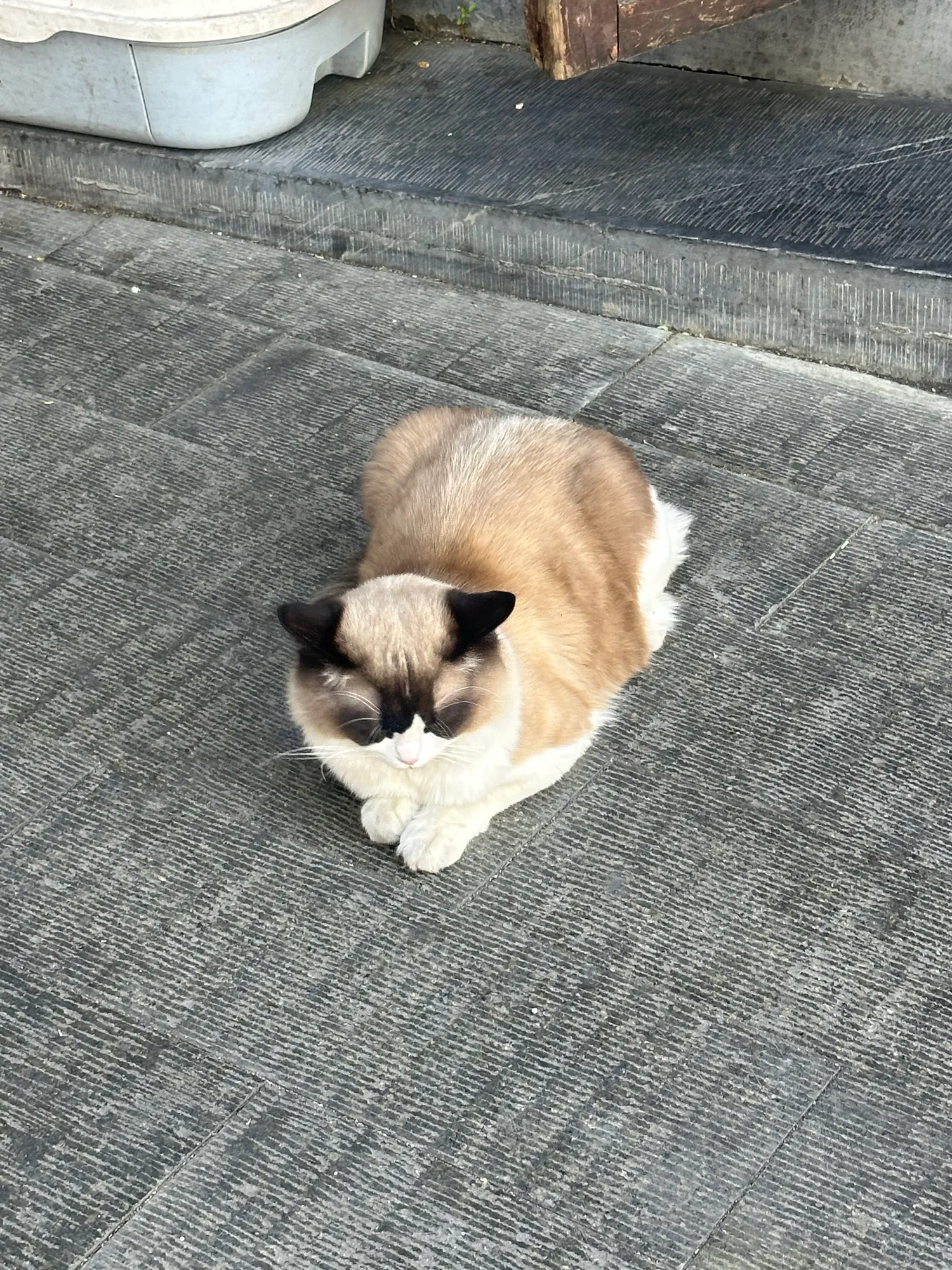 버블 애정하는 이유