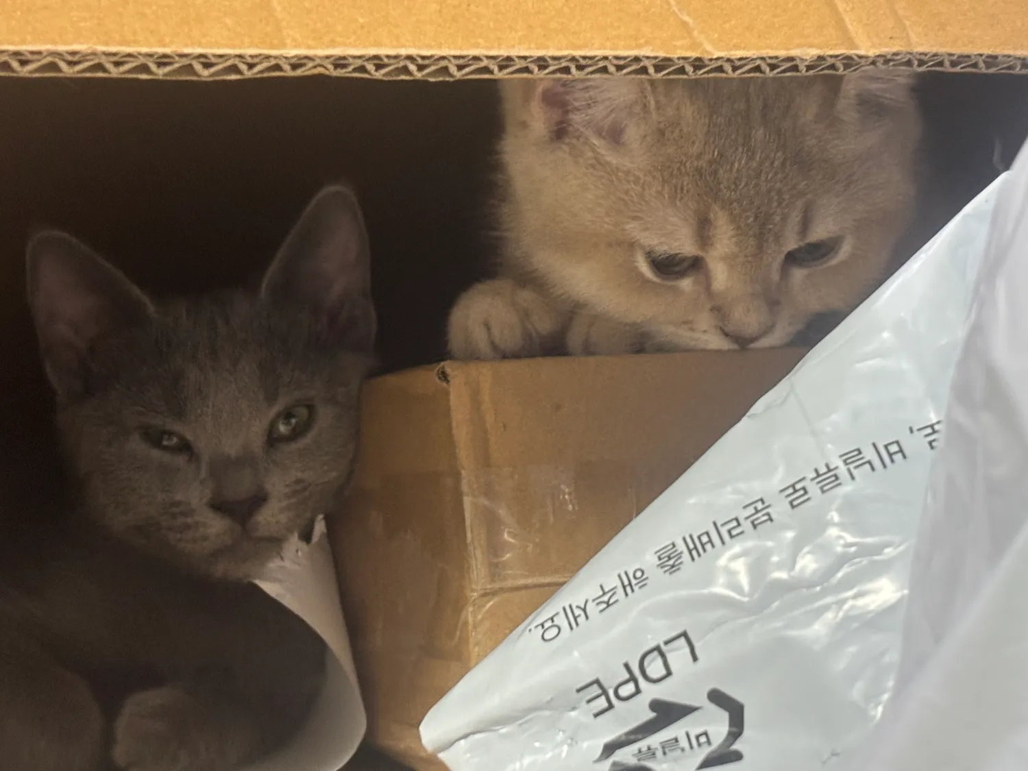 장난감 몇십개씩 사줘봣자2