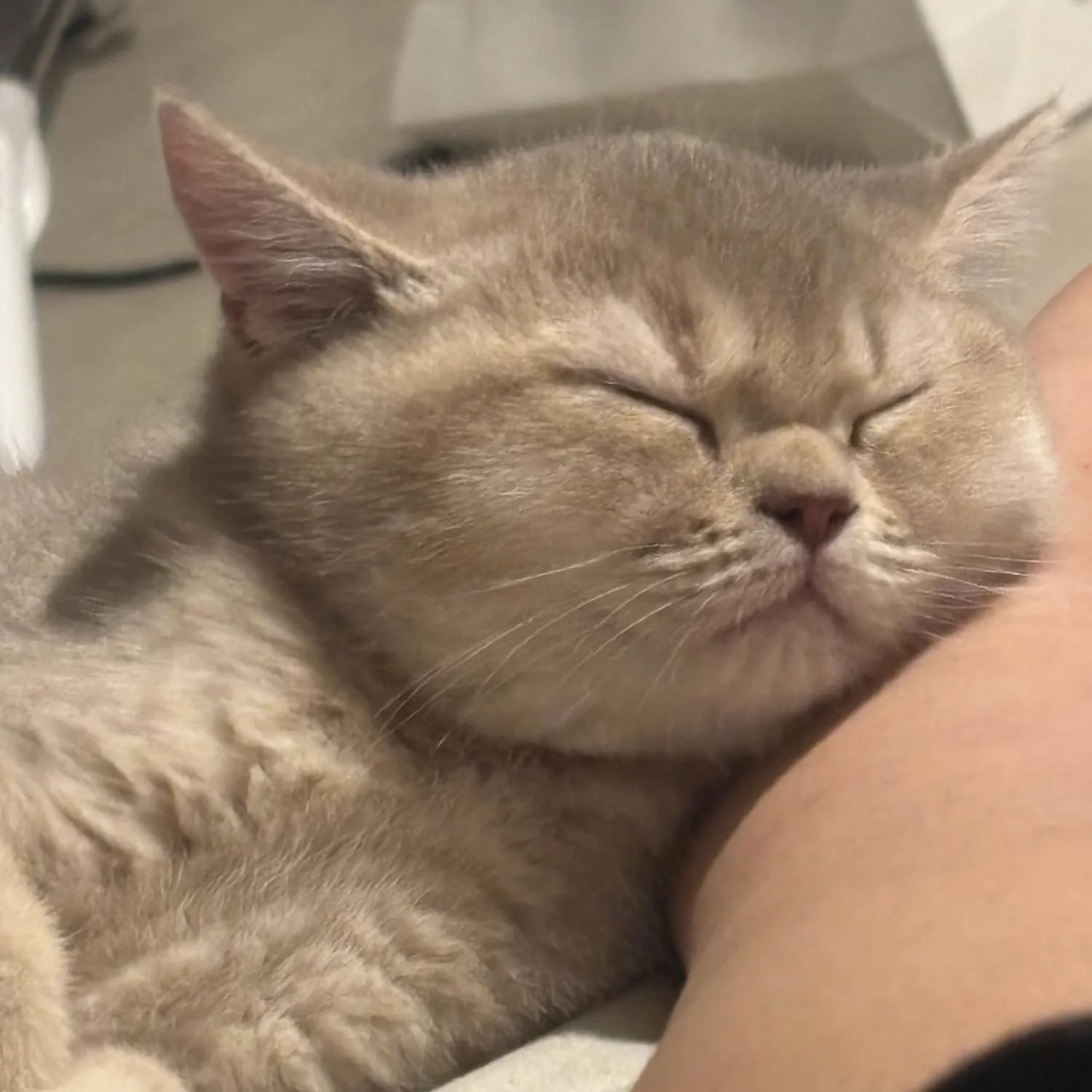 하하 넘어져서 눈에 피멍 (혐짤ㅇ)