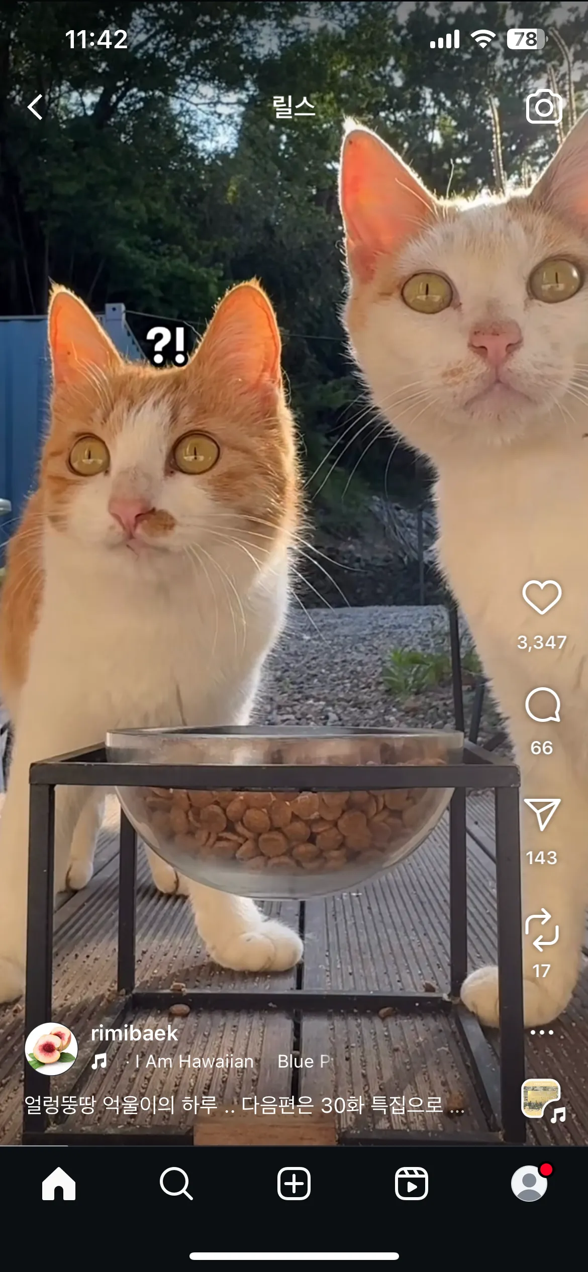길고양이 밥주는삶 살규싶당