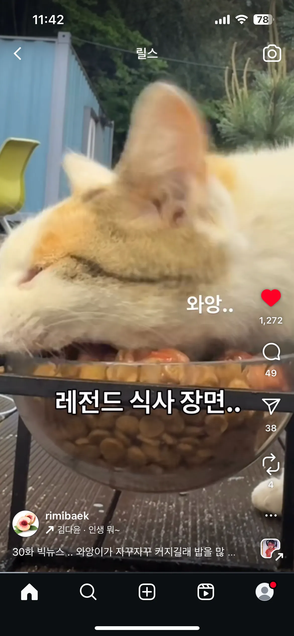 길고양이 밥주는삶 살규싶당2