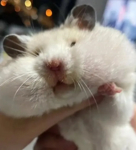 햄스터키우고픔2