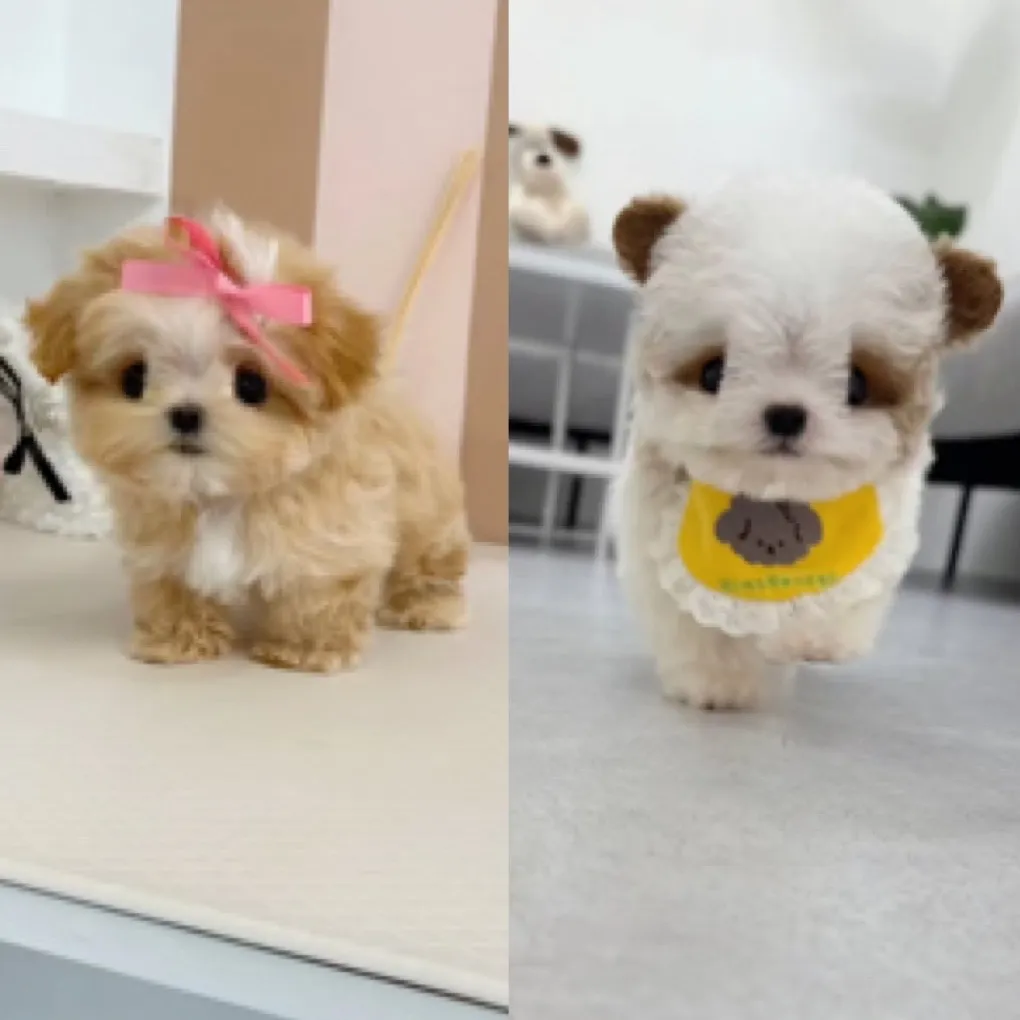 어떤 강아지가 더 귀여워요 ?ㅋㅋ