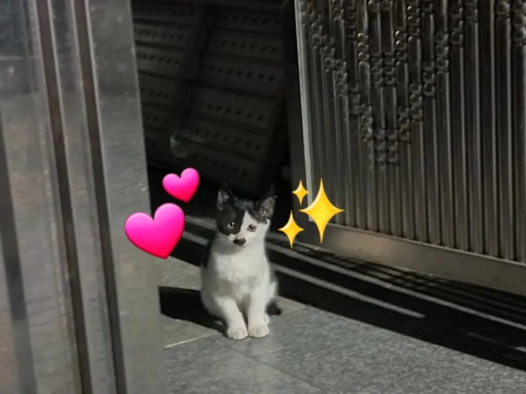 공주 길냥이 한 장에 심장 스르륵