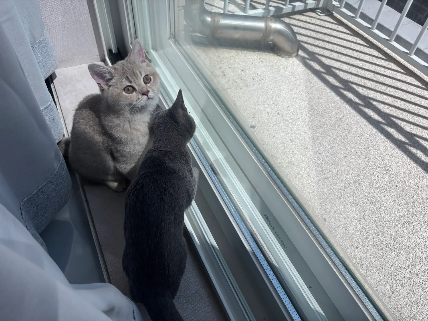 우리집고앵이들은 내가