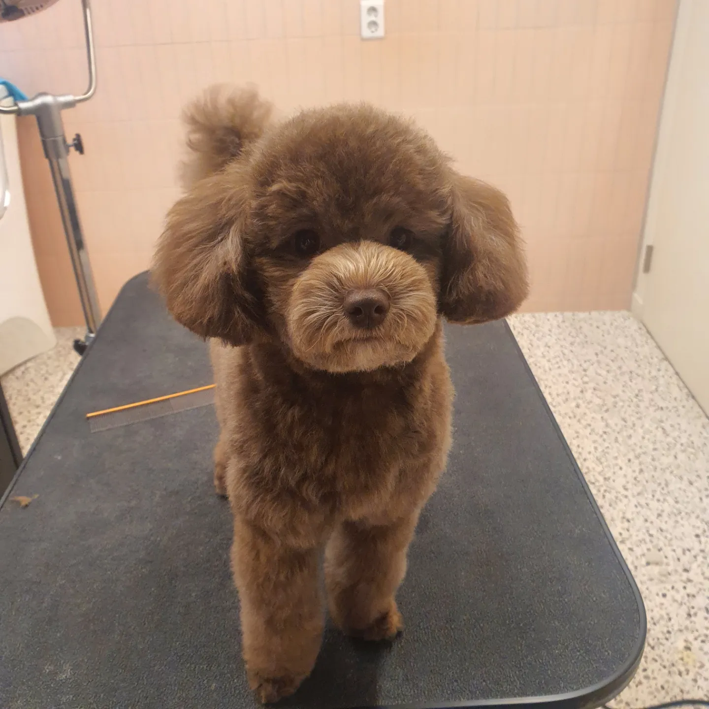 퍼펙트 박초코 4인 1조 대일팀 함께해요