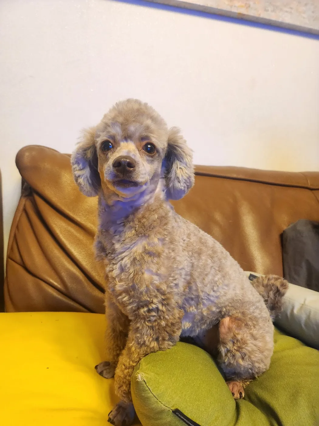 퍼펙트 박초코 4인 1조 대일팀 함께해요