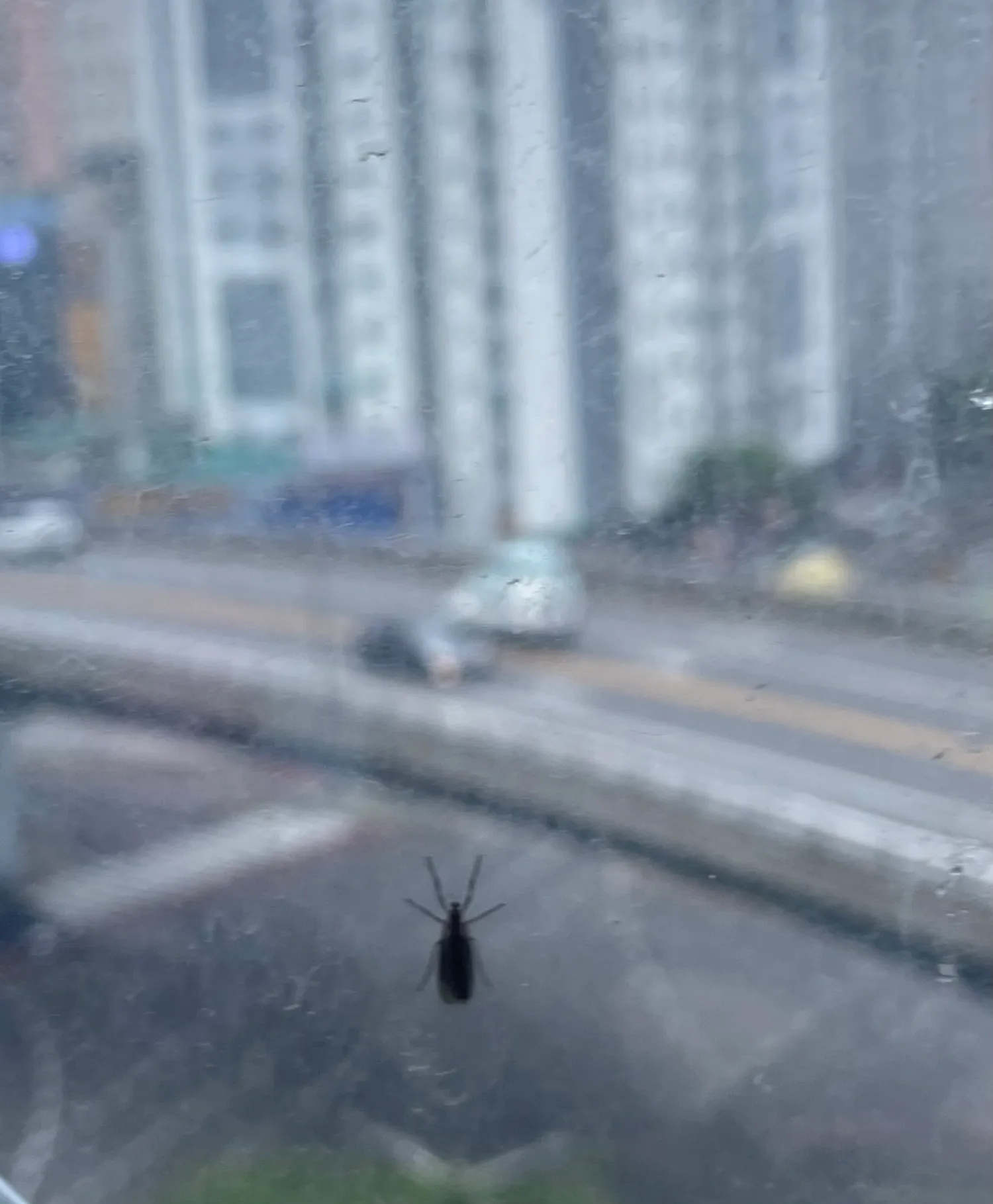 믿친 창문에 러브버그 붙어있어요