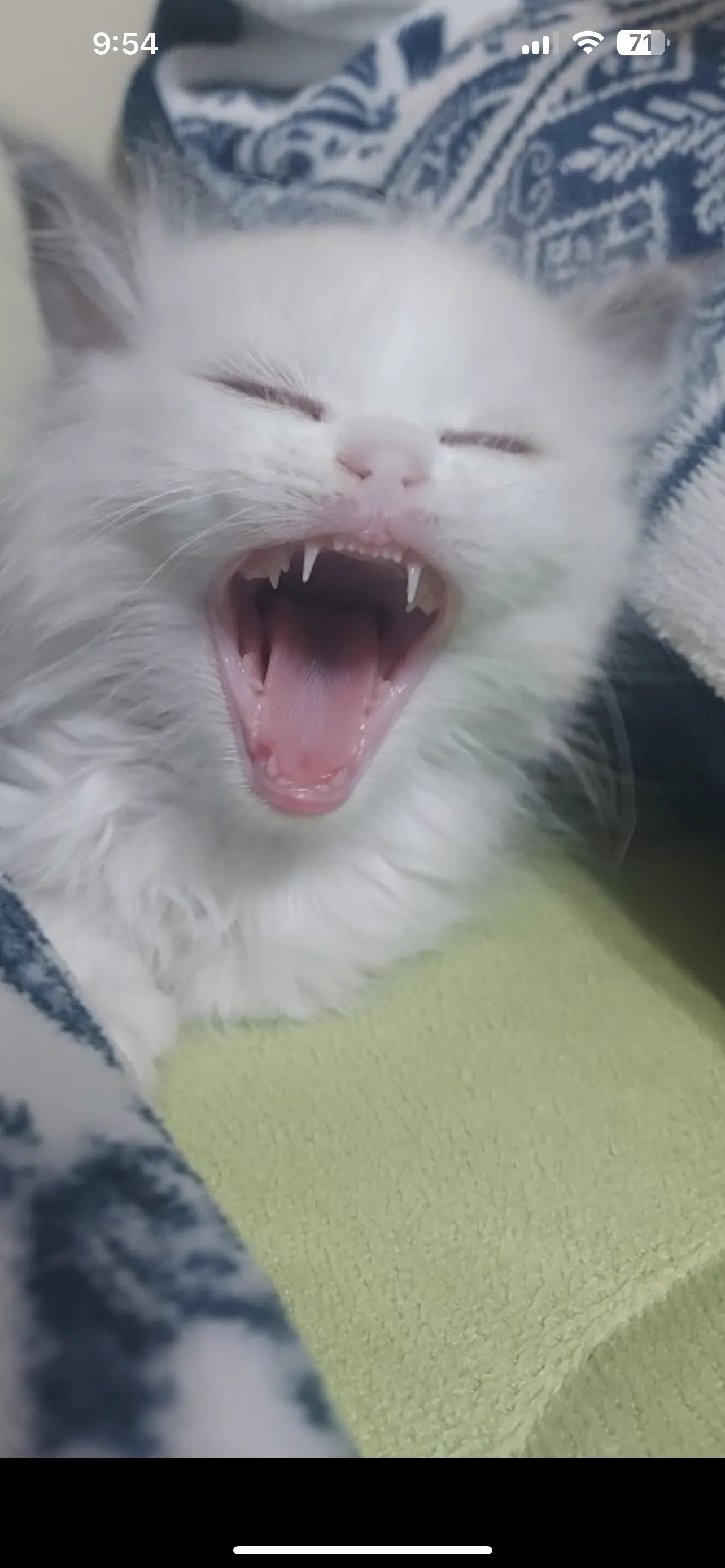 이빨너무 귀욥져?