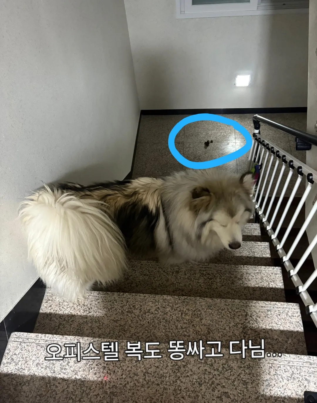 소방법위반과 동물학대ㅠ3