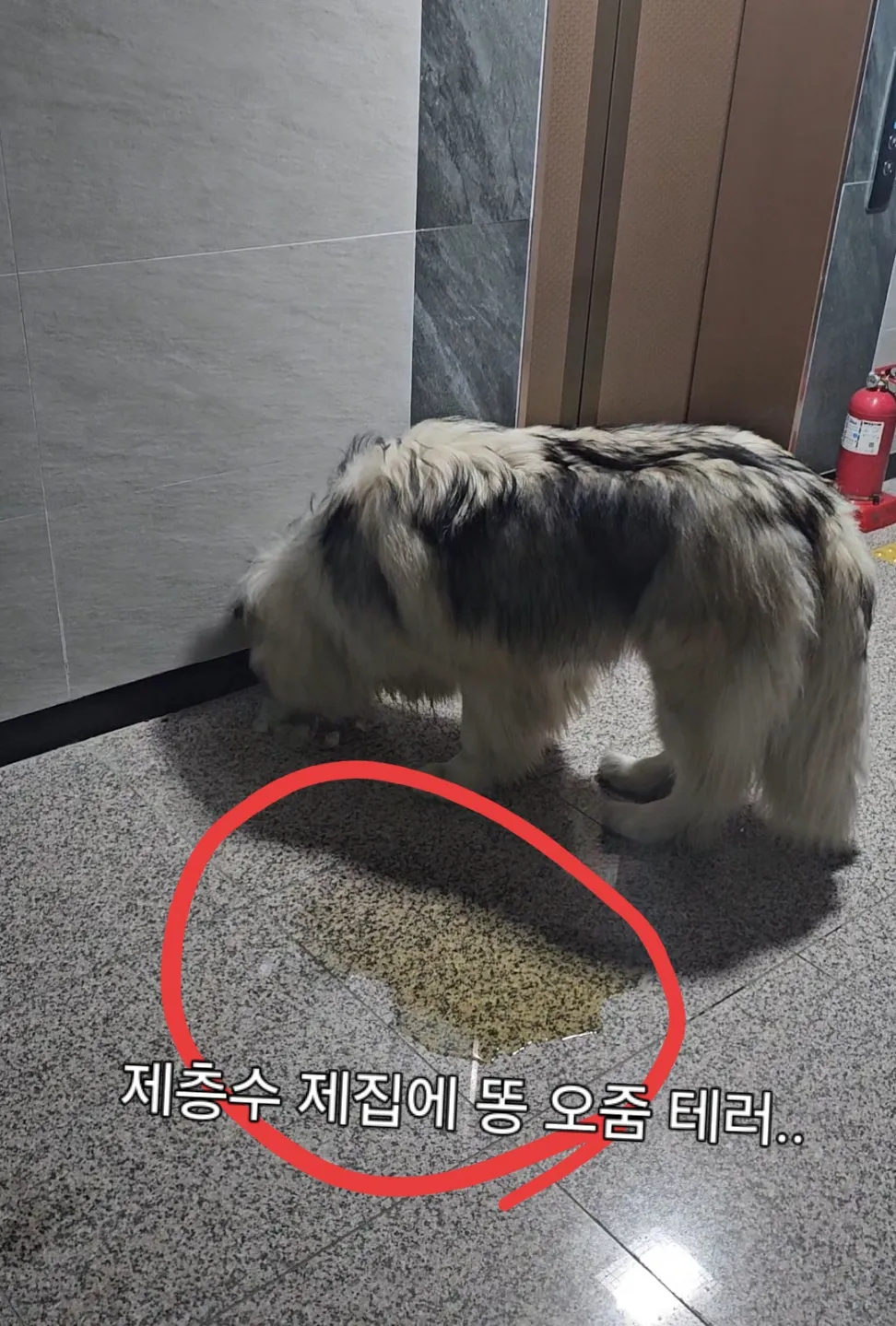 소방법위반과 동물학대ㅠ4