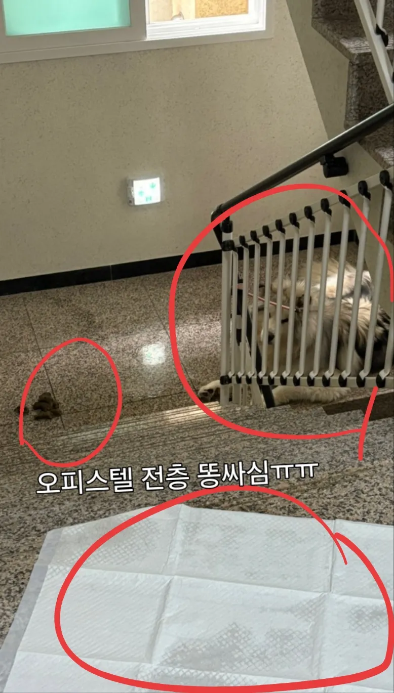 소방법위반과 동물학대ㅠ