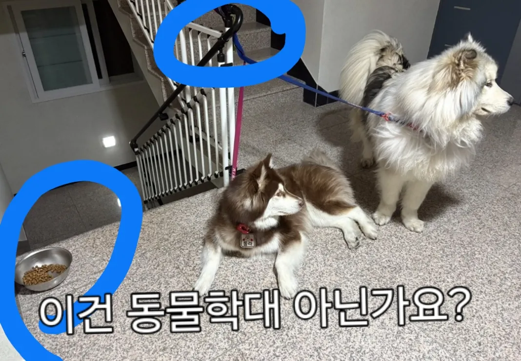 소방법위반과 동물학대ㅠ6