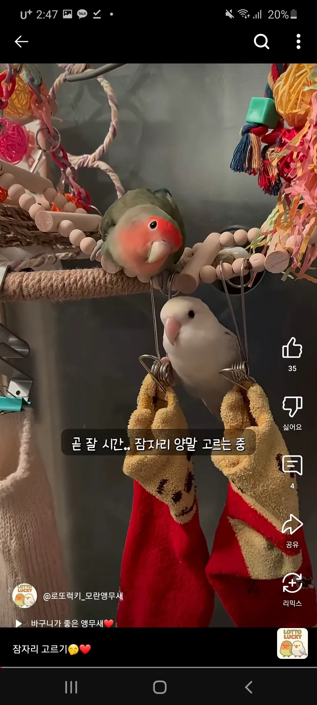무새잠안와